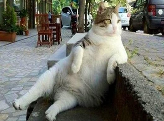 ‘Tombili’nin Heykeli Yapılacak!