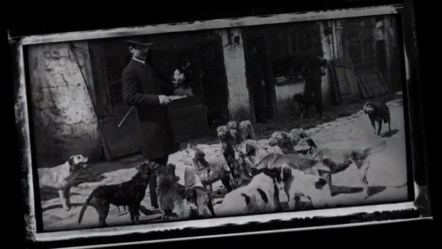 'İstanbul’un Sokak Köpekleri' Sizi Bekliyor! 1