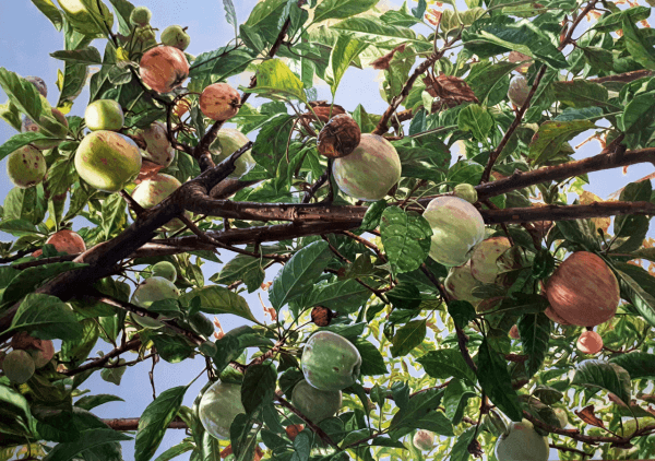 Mustafa Orkun Müftüoğlu, 'Elma Dalı' İle Istanbul Concept Gallery'de