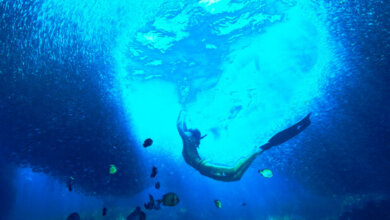 Ayşegül Dinçkök, Sualtı Dünyasının Kırılganlığını Gözler Önüne Seriyor 27 Ayşegül Dinçkök, Sualtı Dünyasının Kırılganlığını Gözler Önüne Seriyor