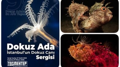 Su Altı Fotoğrafçılarından Marmara Denizi'ni Koruma Çağrısı 31