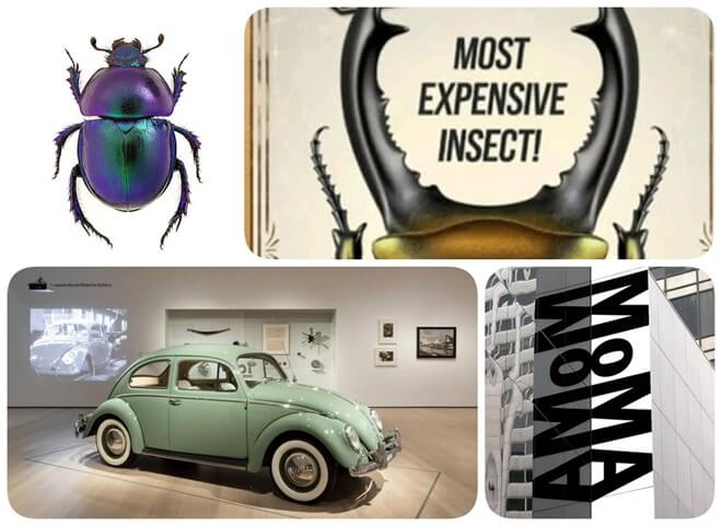 MOMA Ve BAJA'daki Bok Böcekleri