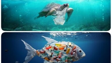 Plastik Dolduk, 'Çöpten Balık' Olduk