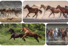 A. Halim Kulaksız, 'Vahşi ve Özgür' Serisi İle Piramid Sanat’ta