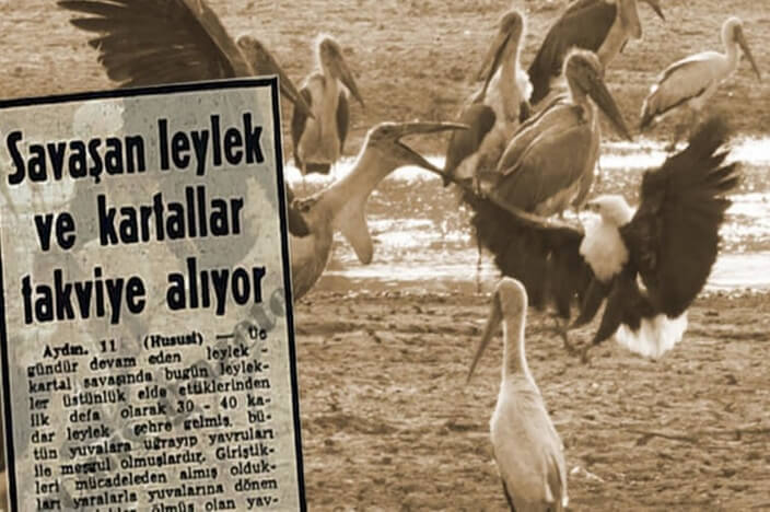 Leylek Ve Kartal Savaşı