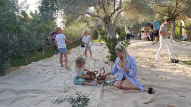 Olive Fest 2026 Heyecanı Başlıyor