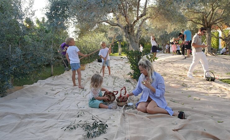Olive Fest 2026 Heyecanı Başlıyor